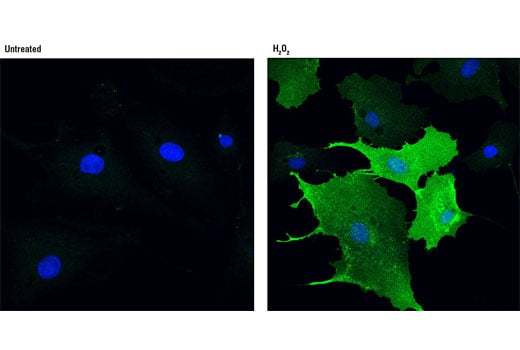 Immunofluorescence Image 1: Phospho-PZR (Tyr263) (D6A5) Rabbit Monoclonal Antibody
