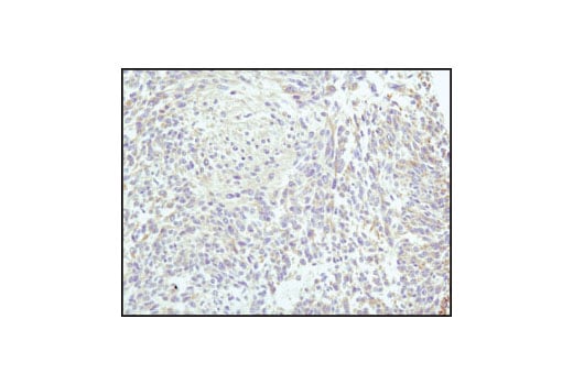 Immunohistochemistry Image 1: alpha-Tubulin (11H10) Rabbit Monoclonal Antibody (BSA and Azide Free)