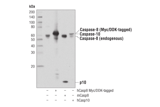 Western Blotting Image 4: Caspase-8 (D35G2) Rabbit Monoclonal Antibody