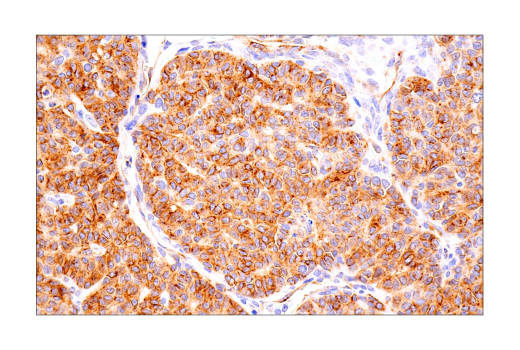 Immunohistochemistry Image 1: Connexin 43 (E7N2R) Rabbit Monoclonal Antibody