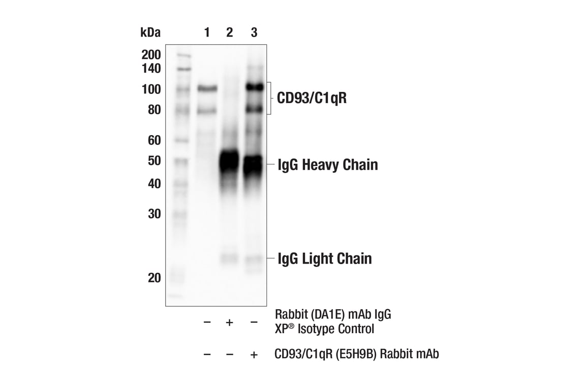 Immunoprecipitation Image 1: CD93/C1qR (E5H9B) Rabbit Monoclonal Antibody