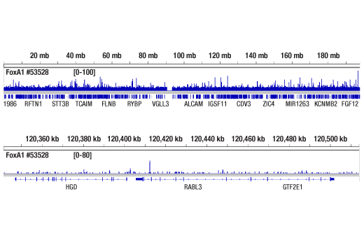 CUT & RUN Image 2: FoxA1/HNF3 alpha (E7E8W) Rabbit Monoclonal Antibody