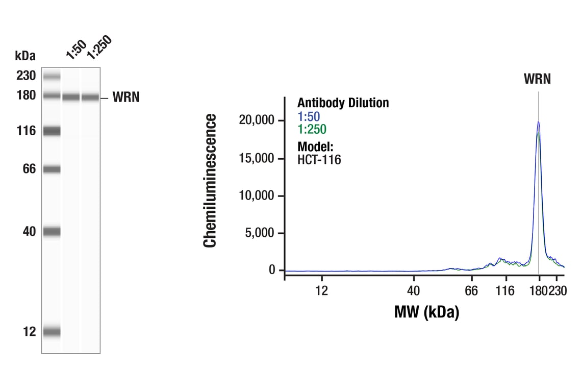 Western Blotting Image 1: WRN (F8N8Q) Rabbit Monoclonal Antibody