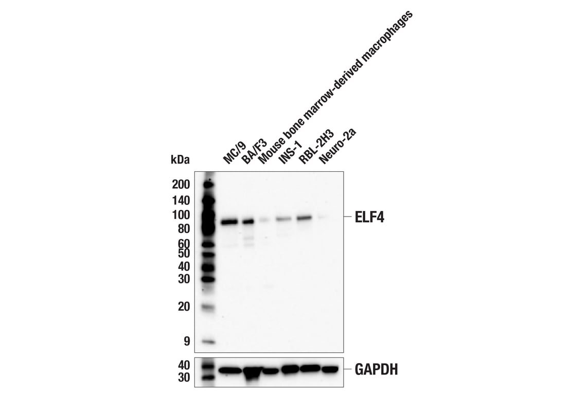 Western Blotting Image 2: ELF4 (F8H6X) Rabbit Monoclonal Antibody