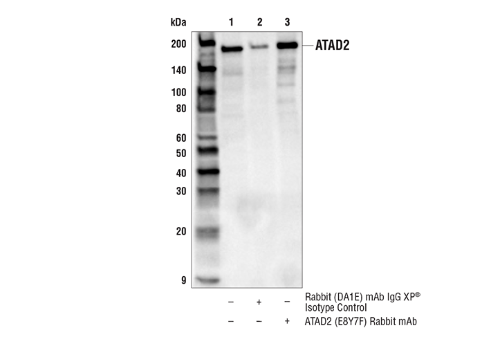Immunoprecipitation Image 1: ATAD2 (E8Y7F) Rabbit Monoclonal Antibody