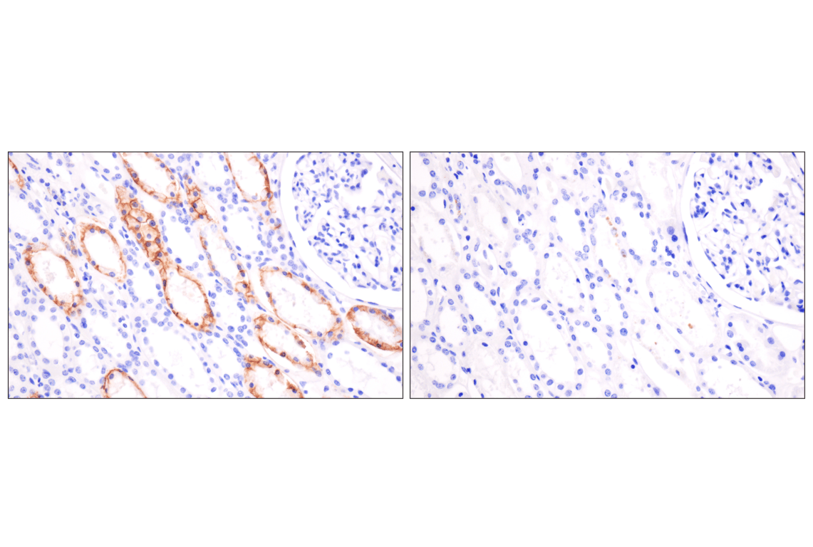 Immunohistochemistry Image 9: N-Cadherin (13A9) Mouse Monoclonal Antibody