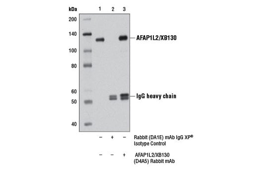 Immunoprecipitation Image 1: AFAP1L2/XB130 (D4A5) Rabbit Monoclonal Antibody