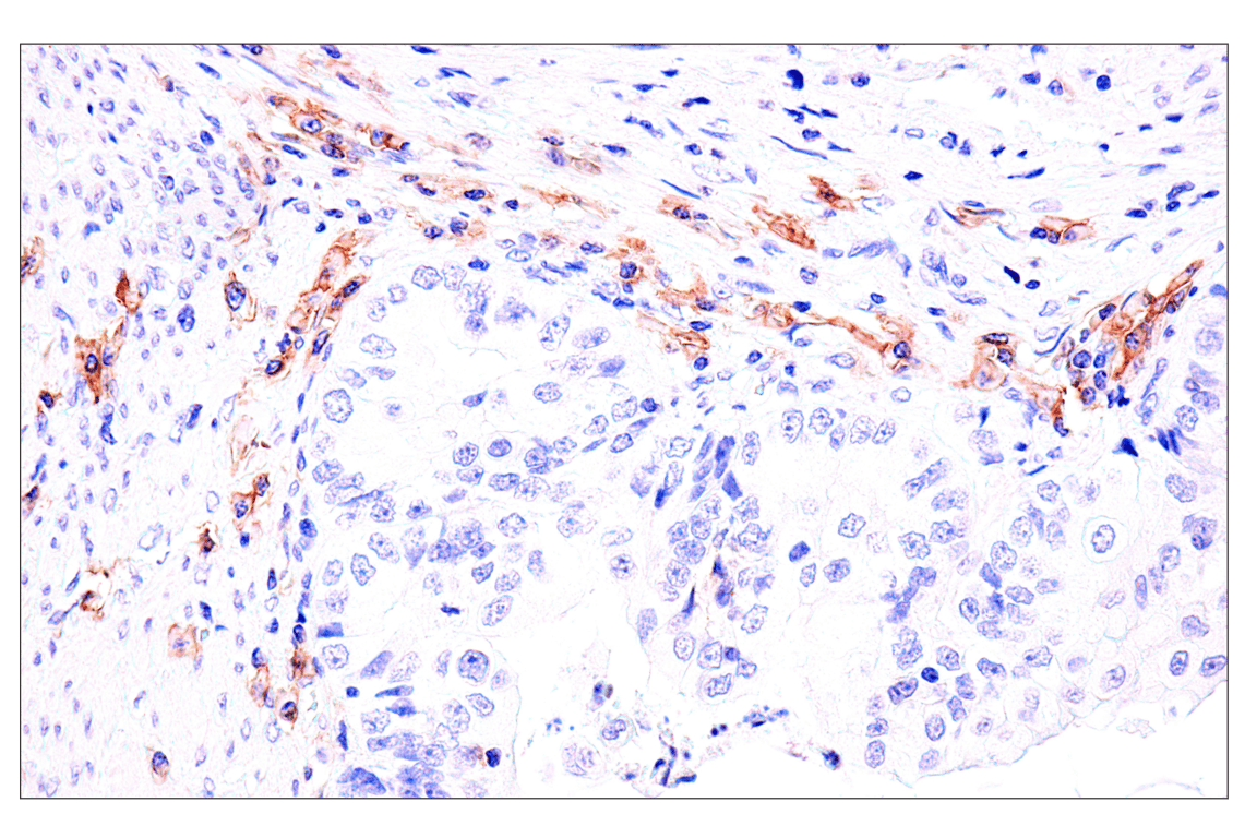 Immunohistochemistry Image 3: Semaphorin-4A (E5N3K) Rabbit Monoclonal Antibody