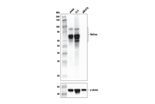 Western Blotting Image 2: Helios (E4L5U) Rabbit Monoclonal Antibody