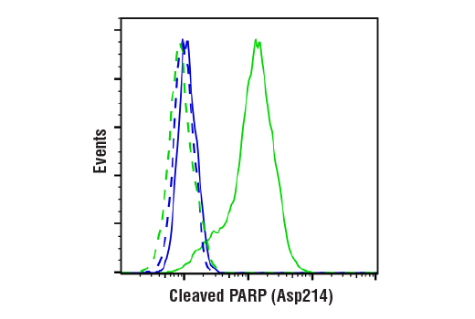 undefined Image 14: Cleaved Caspase Antibody Sampler Kit