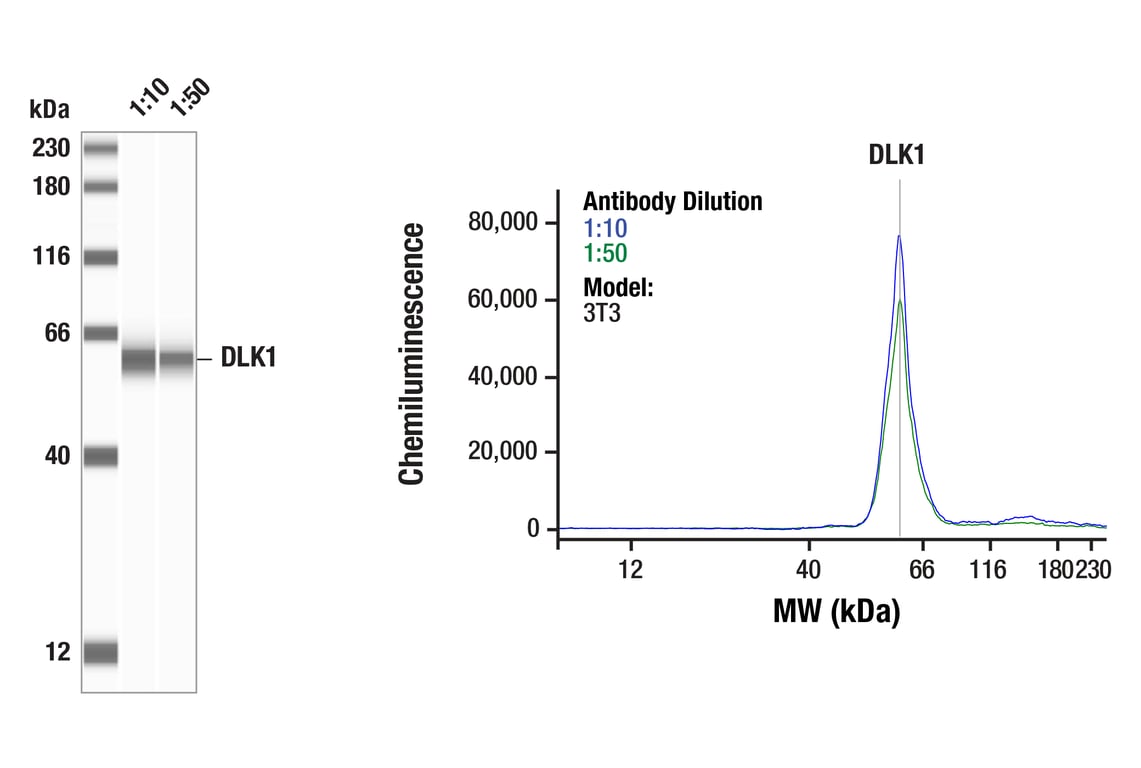 Western Blotting Image 1: DLK1 (F8J8Y) Rabbit Monoclonal Antibody