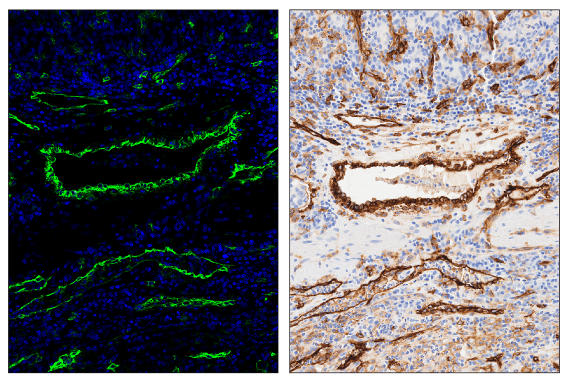 Immunohistochemistry Image 6: CD141/Thrombomodulin (E7Y9P) & CO-0088-594 SignalStar<sup>™</sup> Oligo-Antibody Pair