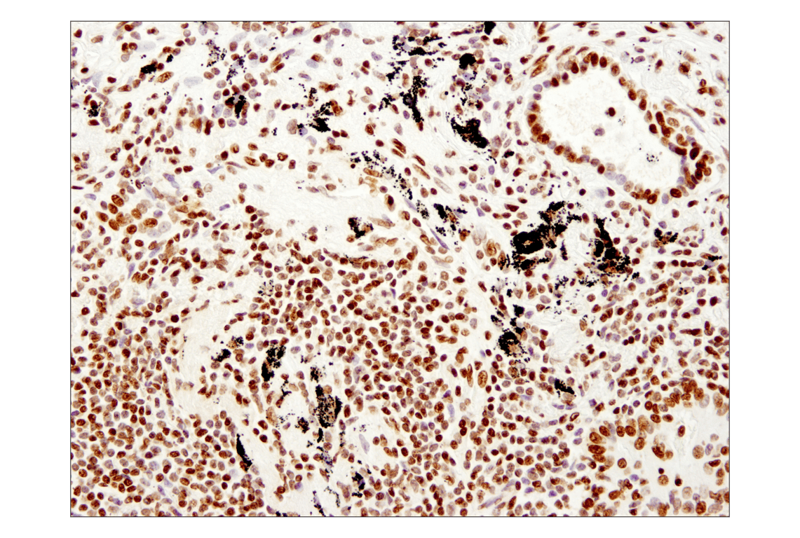 Immunohistochemistry Image 3: Histone H3 (1B1B2) Mouse Monoclonal Antibody