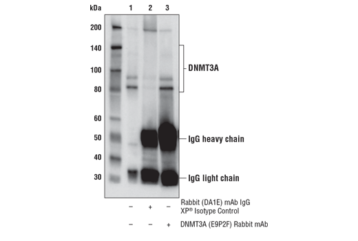 Immunoprecipitation Image 1: DNMT3A (E9P2F) Rabbit Monoclonal Antibody