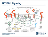 TREM2 Signaling diagram