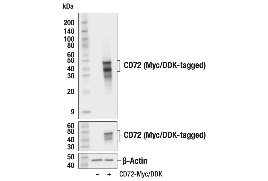 Western Blotting Image 2: CD72 (E7Q7W) Rabbit Monoclonal Antibody
