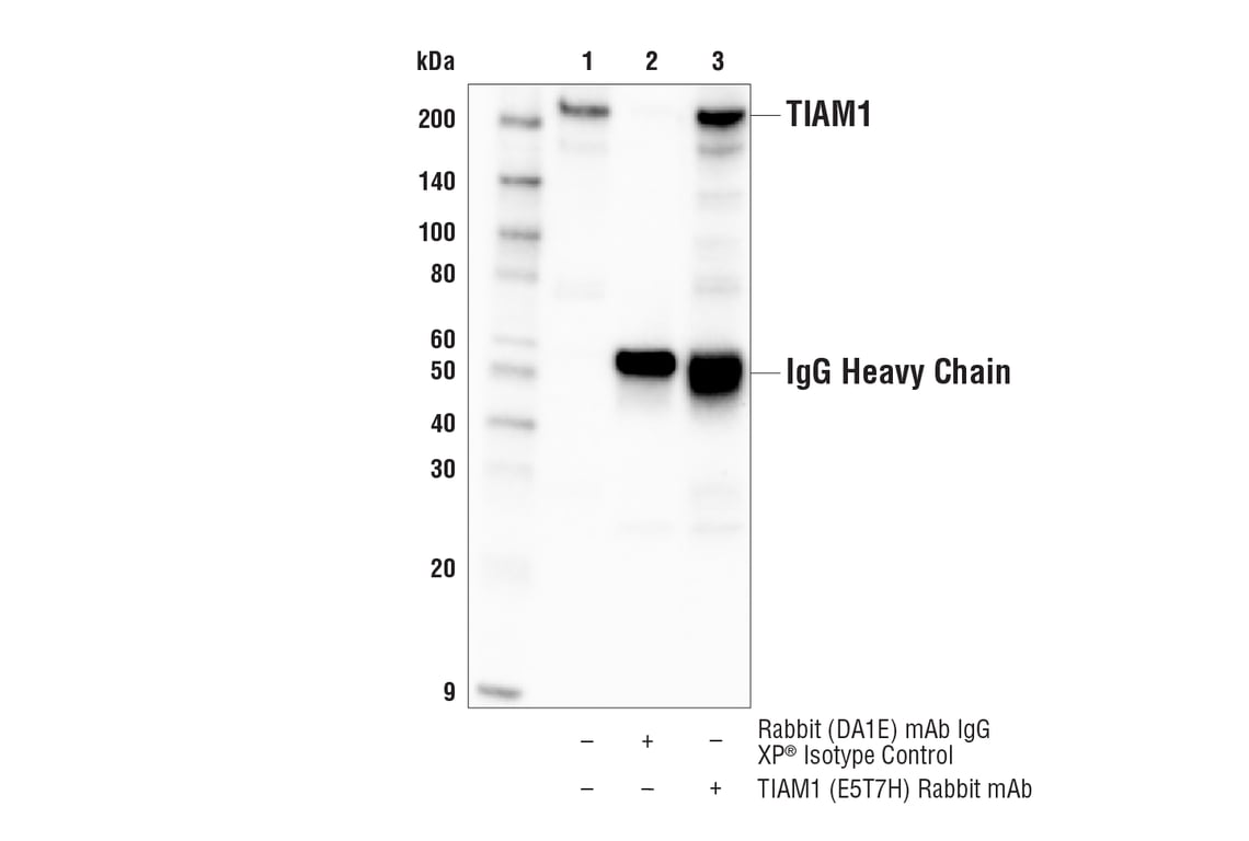 Immunoprecipitation Image 1: TIAM1 (E5T7H) Rabbit Monoclonal Antibody