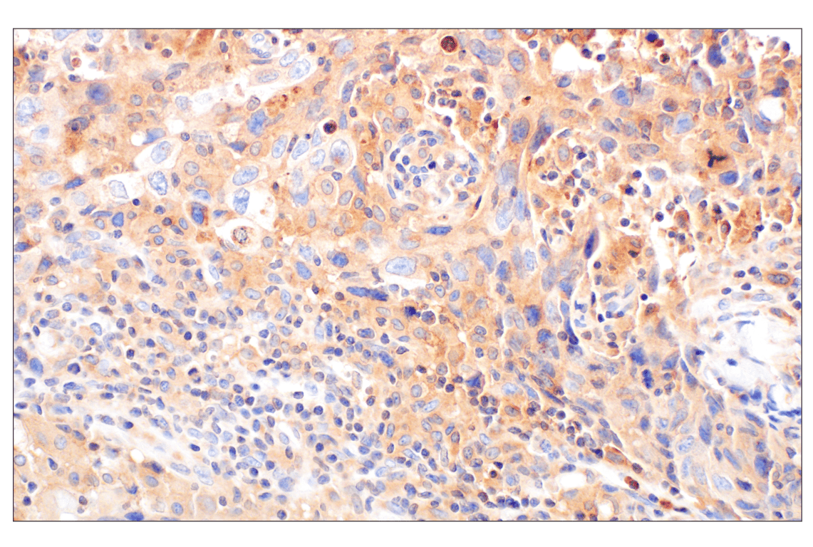 Immunohistochemistry Image 1: RhoA (67B9) Rabbit Monoclonal Antibody