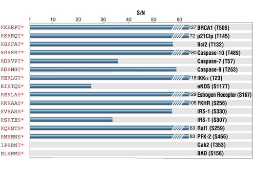 E Image 1: Phospho-Akt Substrate (RXXS*/T*) (110B7E) Rabbit Monoclonal Antibody