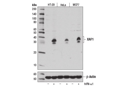 Western Blotting Image 2: XAF1 (E1E4O) Rabbit Monoclonal Antibody
