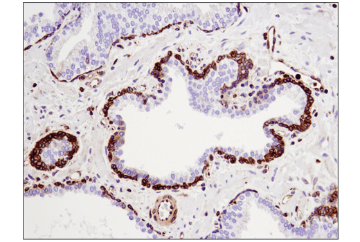 Immunohistochemistry Image 3: STING (D2P2F) Rabbit Monoclonal Antibody