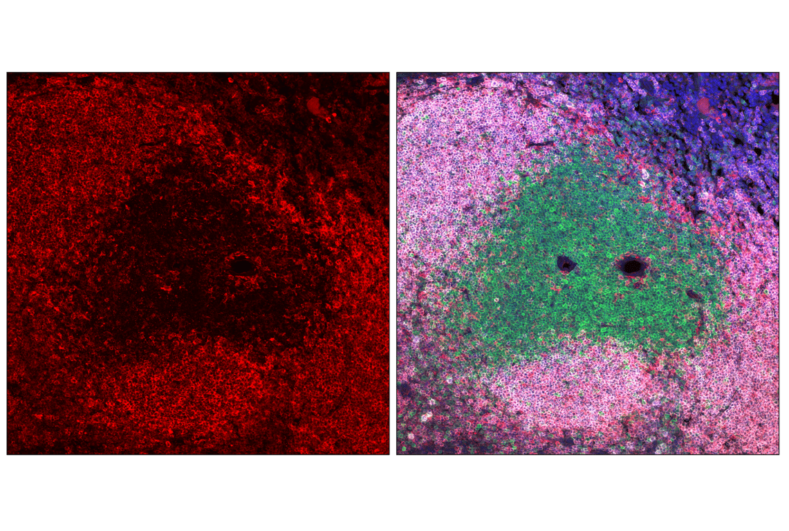 Immunofluorescence Image 1: PLC gamma2 (F9L8Z) Rabbit Monoclonal Antibody