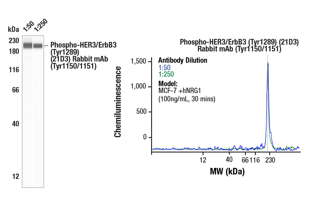 Western Blotting Image 1: Phospho-HER3/ErbB3 (Tyr1289) (21D3) Rabbit Monoclonal Antibody