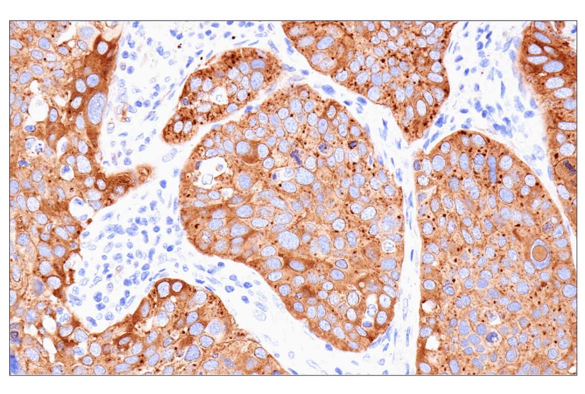 Immunohistochemistry Image 1: MYH11 (E4N8M) Rabbit Monoclonal Antibody (BSA and Azide Free)