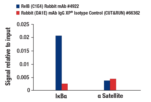 undefined Image 28: NF-kappaB Family Member Antibody Sampler Kit