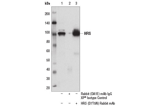 Immunoprecipitation Image 1: HRS (D7T5N) Rabbit Monoclonal Antibody