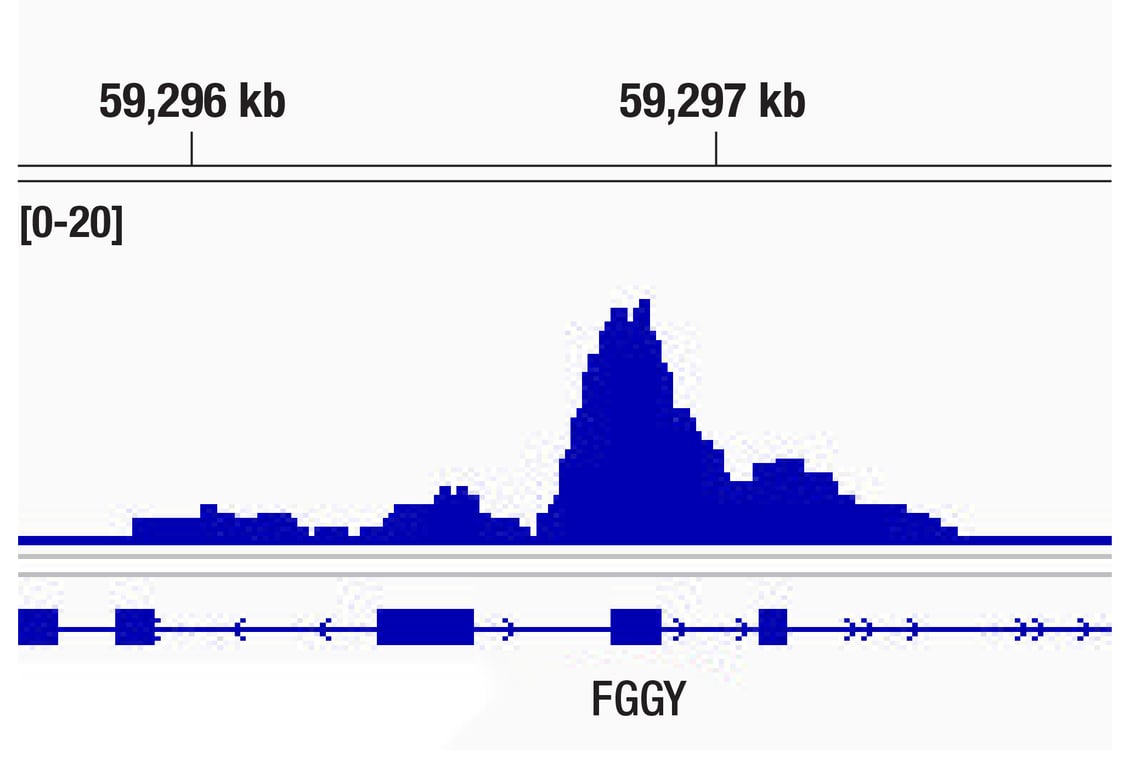 CUT & RUN Image 1: JMJD1B (C69G2) Rabbit Monoclonal Antibody