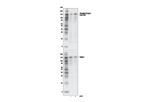 Western Blotting Image 2: Phospho-Raptor (Ser792) (E4V6C) Rabbit Monoclonal Antibody