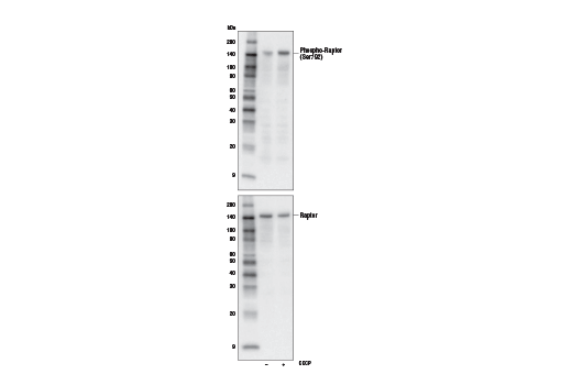 undefined Image 4: PhosphoPlus<sup>®</sup> Raptor (Ser792) Antibody Duet