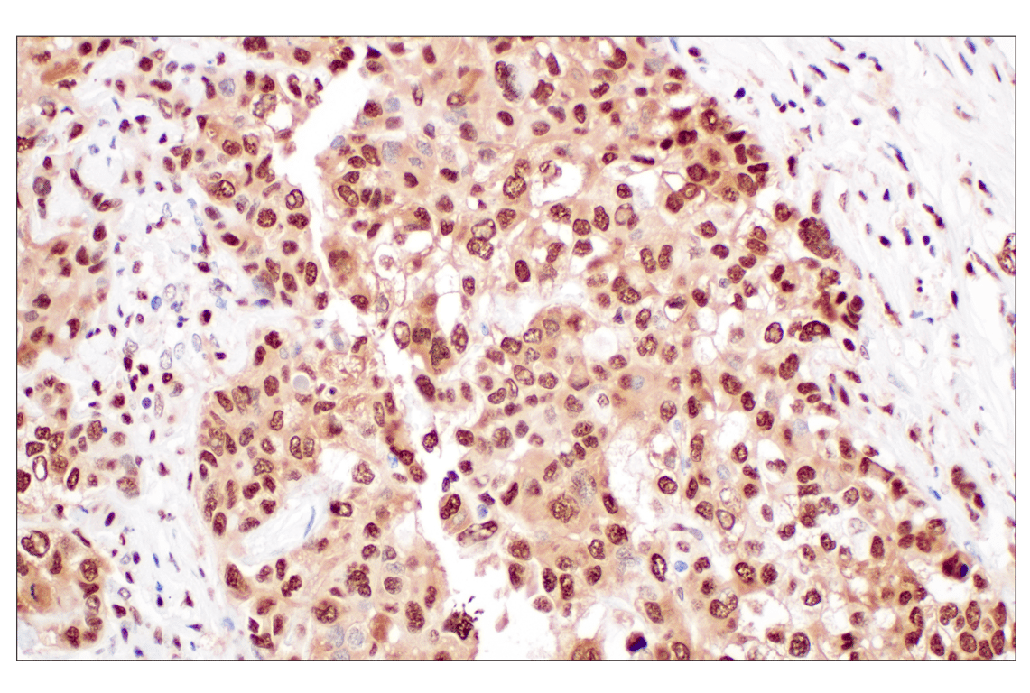 Immunohistochemistry Image 2: FKBP5 (F1G3I) Rabbit Monoclonal Antibody