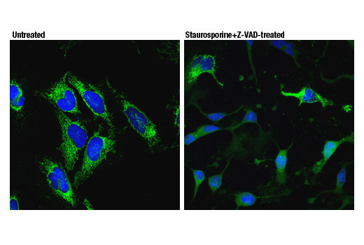 Immunofluorescence Image 1: Smac/Diablo (D5S3R) Rabbit Monoclonal Antibody