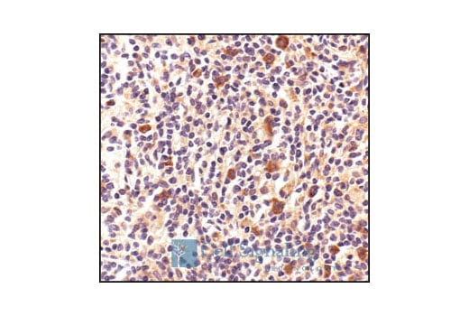 undefined Image 29: Mouse Reactive Exosome Marker Antibody Sampler Kit