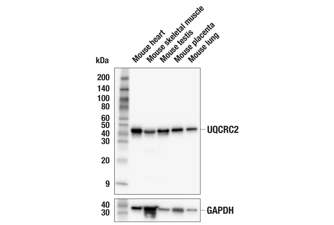 Western Blotting Image 2: UQCRC2 (F8Y5N) Rabbit Monoclonal Antibody