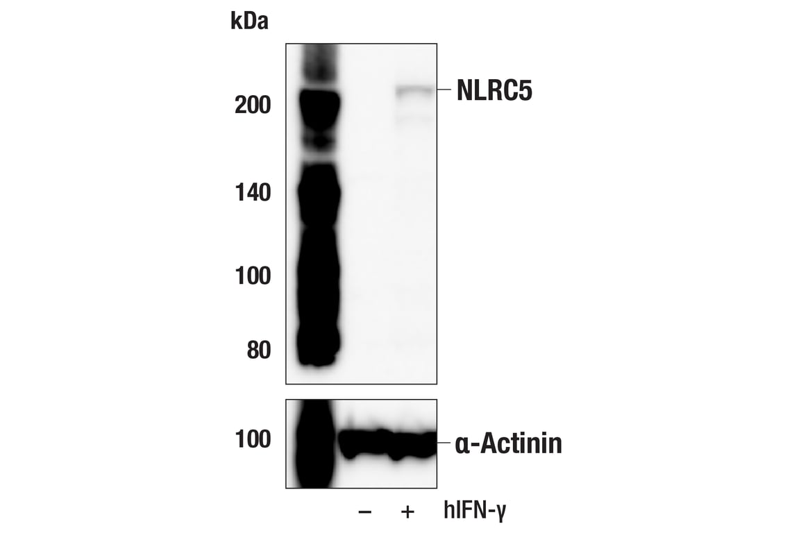 Western Blotting Image 2: NLRC5 (E1E9Y) Rabbit Monoclonal Antibody