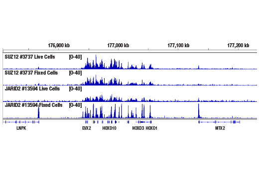 CUT & RUN Image 6: CUT&RUN Assay Kit