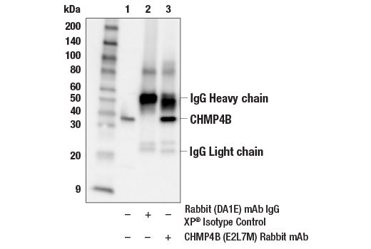 Immunoprecipitation Image 1: CHMP4B (E2L7M) Rabbit Monoclonal Antibody