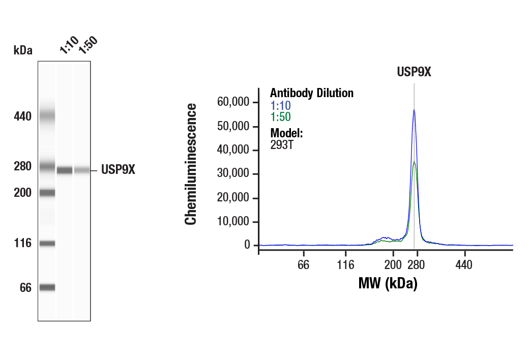 Western Blotting Image 1: USP9X (D4Y7W) Rabbit Monoclonal Antibody