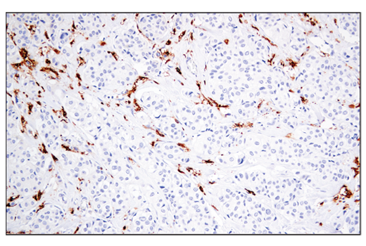 Immunohistochemistry Image 1: MHC Class II (LGII-612.14) Mouse Monoclonal Antibody