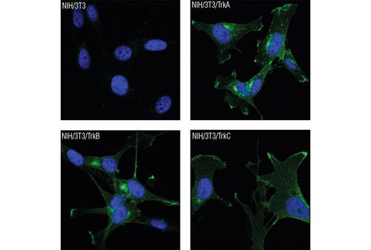 Immunofluorescence Image 1: Trk (pan) (C17F1) Rabbit mAb