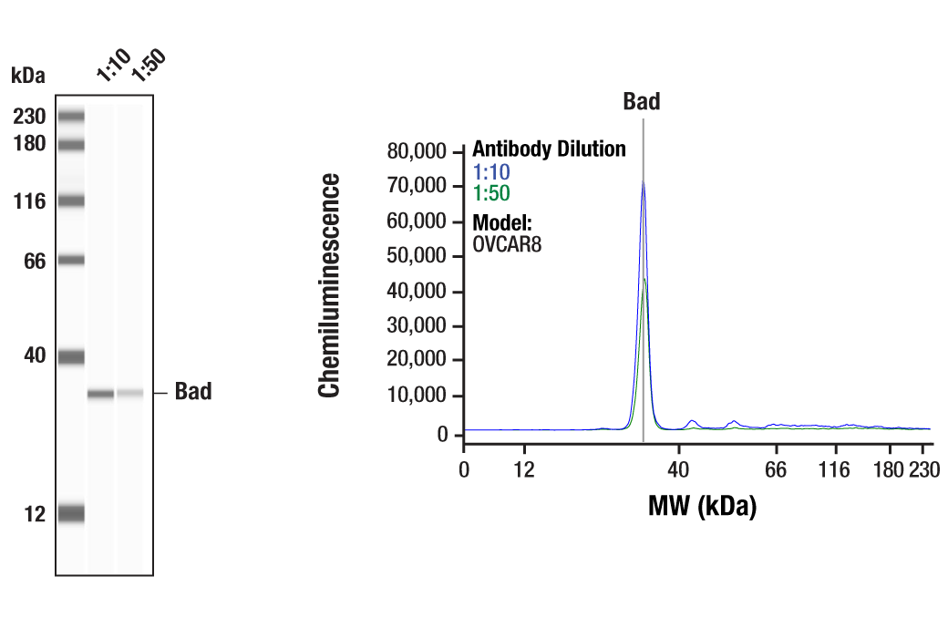 Western Blotting Image 1: Bad (D24A9) Rabbit Monoclonal Antibody