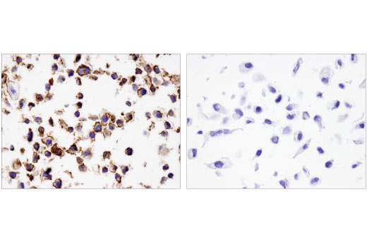 Immunohistochemistry Image 4: PD-L2 (D7U8C) Rabbit Monoclonal Antibody