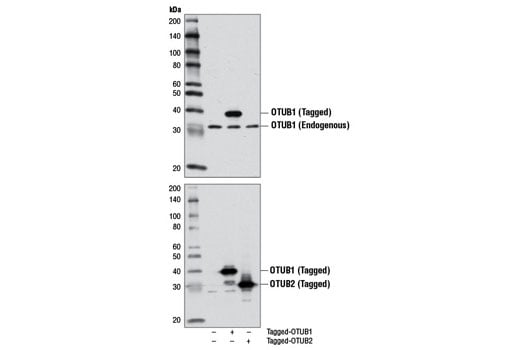 undefined Image 1: OTUB1 Antibody