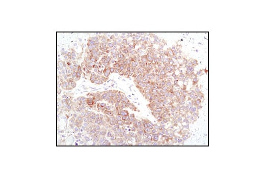 Immunohistochemistry Image 3: eIF4GI Antibody