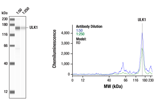 undefined Image 24: Autophagy Induction (ULK1 Complex) Antibody Sampler Kit