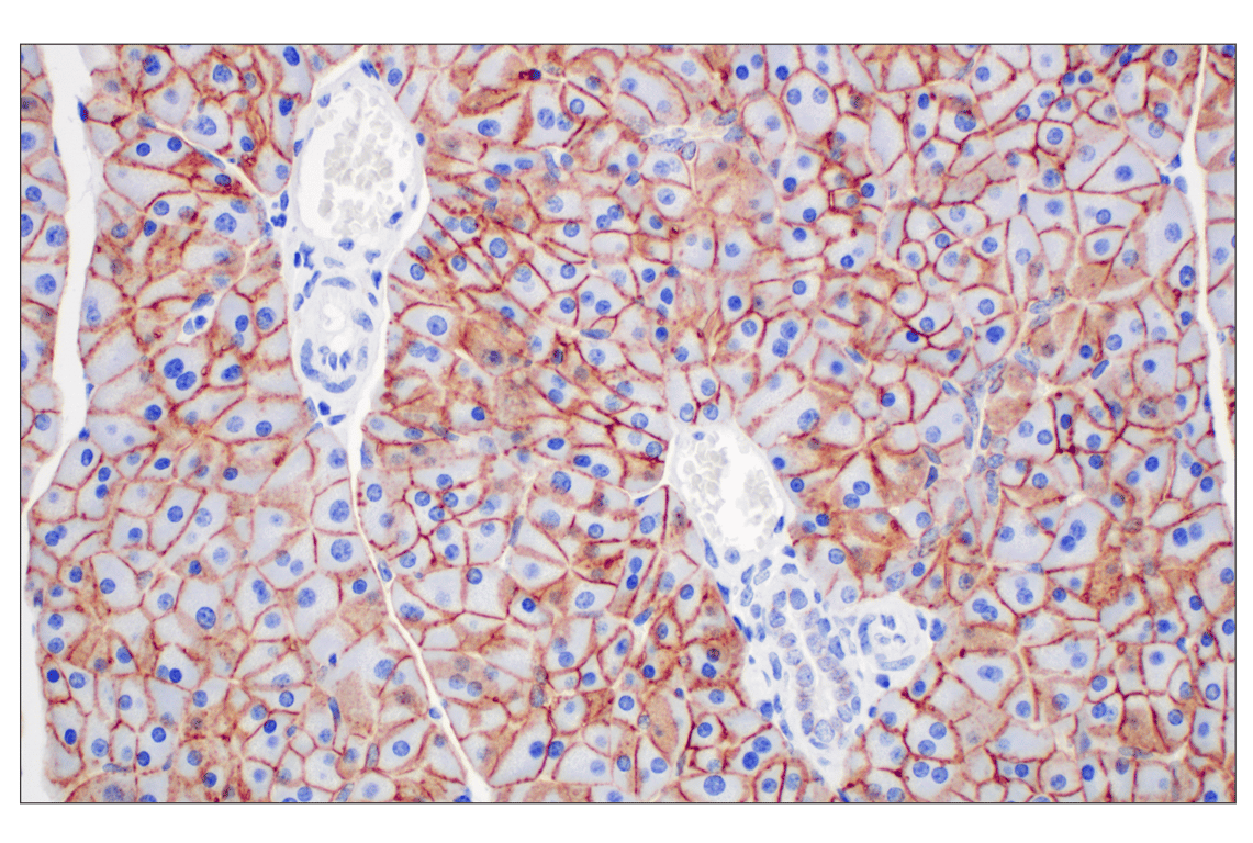 Immunohistochemistry Image 7: EpCAM (D9S3P) Rabbit mAb