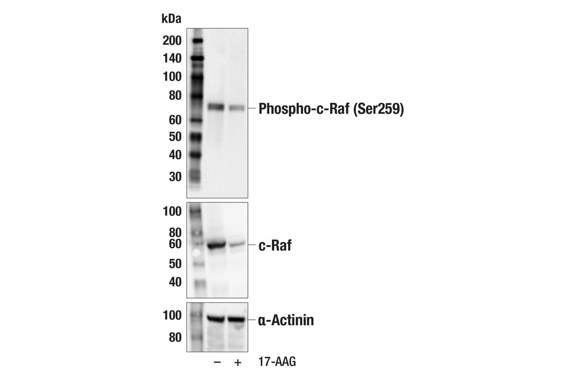 Western Blotting Image 3: Phospho-c-Raf (Ser259) (E7Z7H) Rabbit Monoclonal Antibody